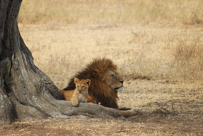 The Best Selous 1 Day Safari From Zanzibar - Good To Know