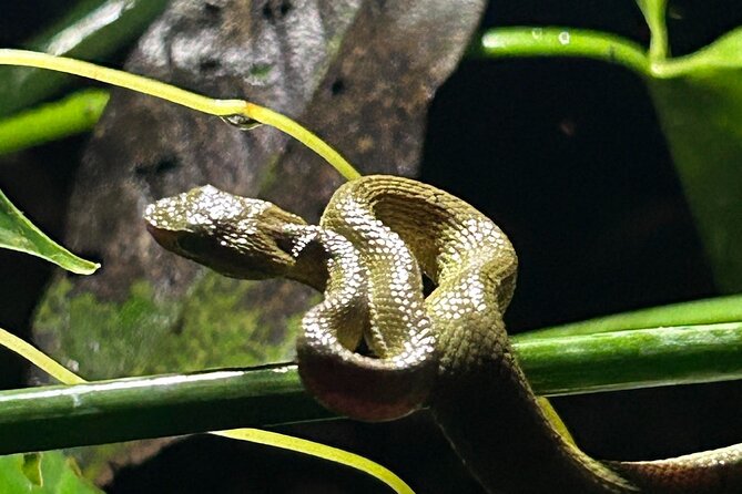 The Carpintera Night Tour San Jose Hidden Nocturnal Wildlife - About Your Stay