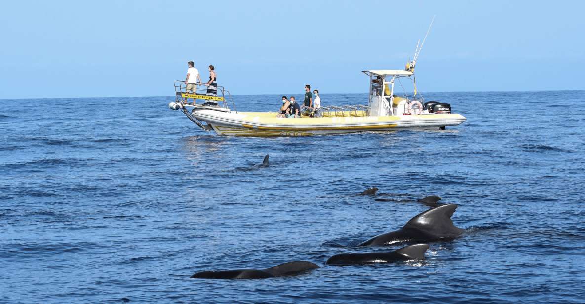 The Giants: Dolphin and Whale-Watching Speedboat Tour - Good To Know