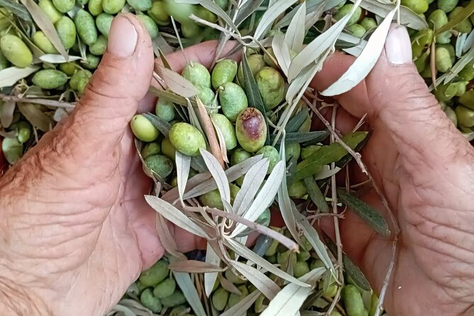 The Olive Oil Experience @ Lefkada Micro Farm - Good To Know