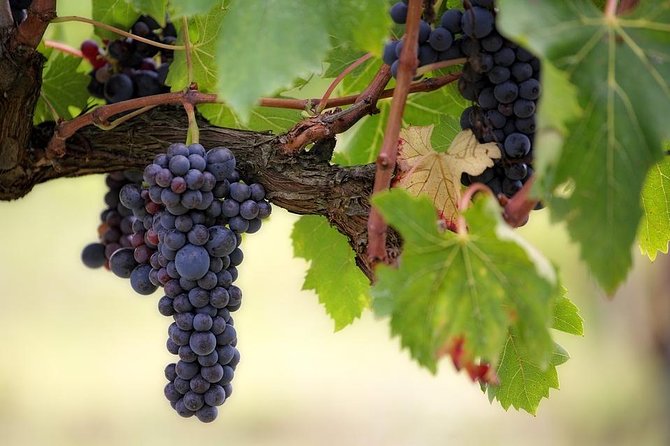 The Original Syrah Wine Tour (9:00 Am - 1:30 Pm) - Small Group Tours From Lyon - Good To Know