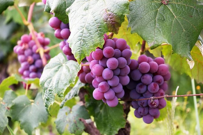 The Taste of Malta Artisan Wine Pairing - Good To Know