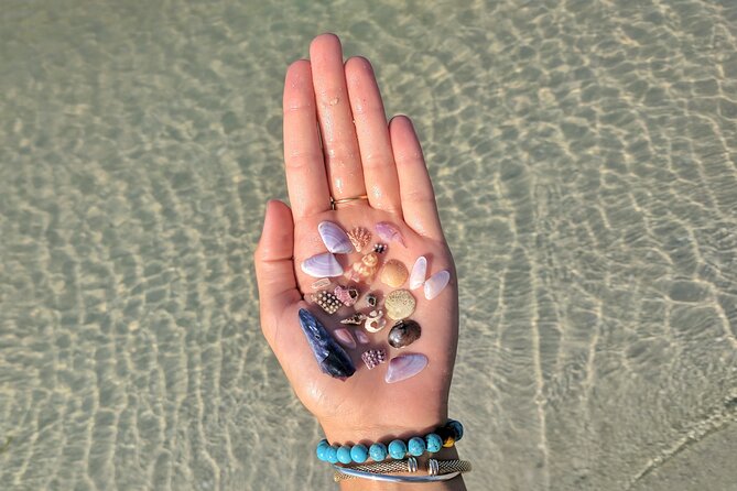 Three Hour Shelling Cruise to Shell Key Preserve From Johns Pass - Good To Know
