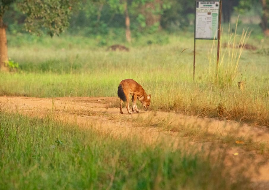 Tiger Marathon: Big Cat Photography Tour in the Wilderness - Good To Know