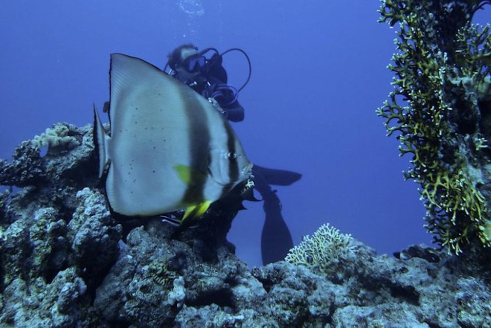 Tiran Island: Full-day Snorkeling, Diving Boat Trip - Good To Know