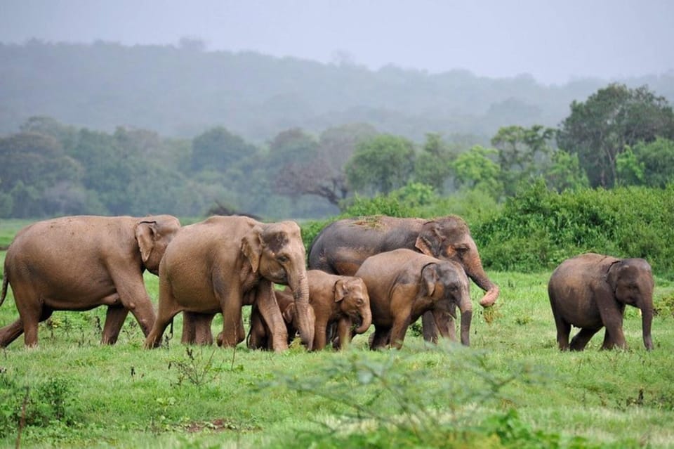 Top-Rated Safari Experience in Kaudulla National Park - Post-Safari Refreshments and Reflection