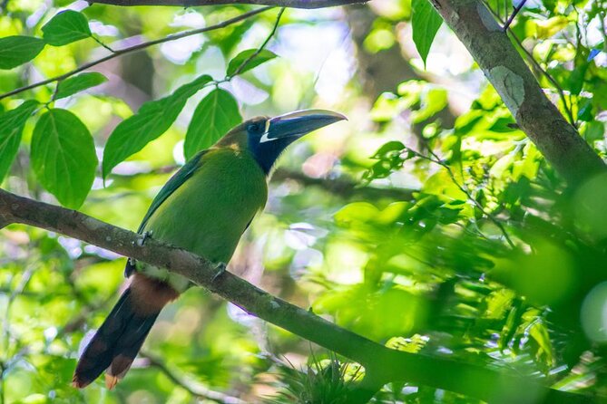 Tour in Monteverde Curi-Cancha Reserve - Good To Know