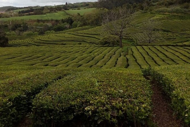 Tour in Sao Miguel With Snack - Overview