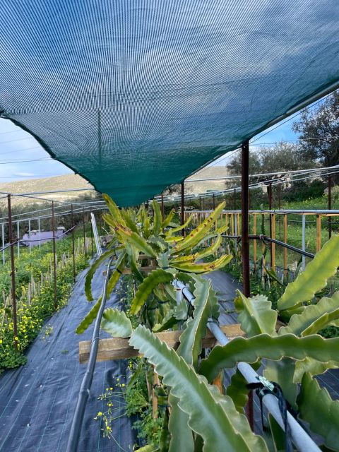 Traditional Olive Grove and Dragon Fruit Farm Tour - Good To Know