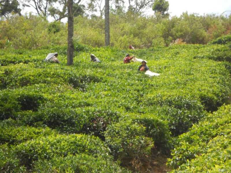 Trekking From Kandy to Ella - Good To Know