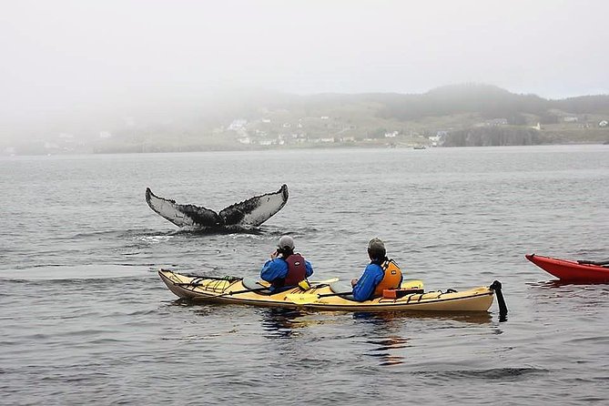 Trinity Tow N Go Kayak Tour