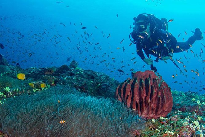 Try Scuba Diving In Havlock - Good To Know