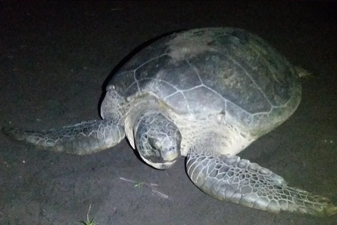 Turtle Tour Tortuguero National Park - Good To Know
