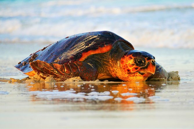 Turtle Watching Adventure - Good To Know