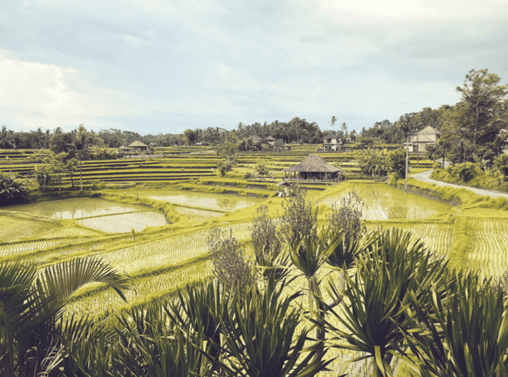 Ubud Relaxation Tour