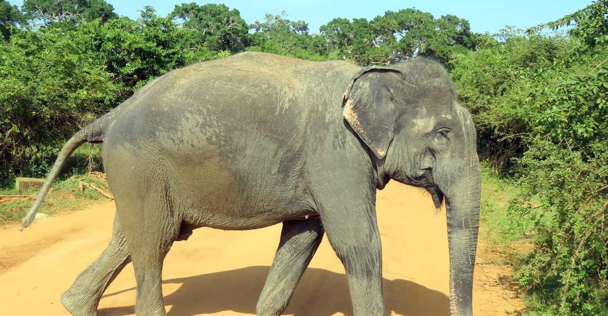 Udawalawa National Park - 4*4 Private Safari Jeep Tour - Good To Know