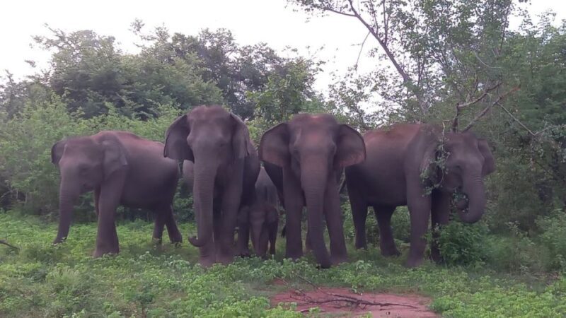 Udawalawe National Park Private Safari With Naturalist - Good To Know