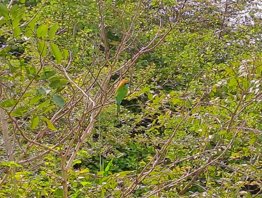 Udawalawe National Park Safari Tour - Good To Know