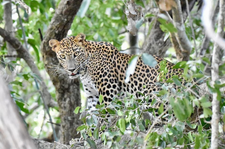 Udawalawe National Park: Safari With Experienced Driver - Good To Know