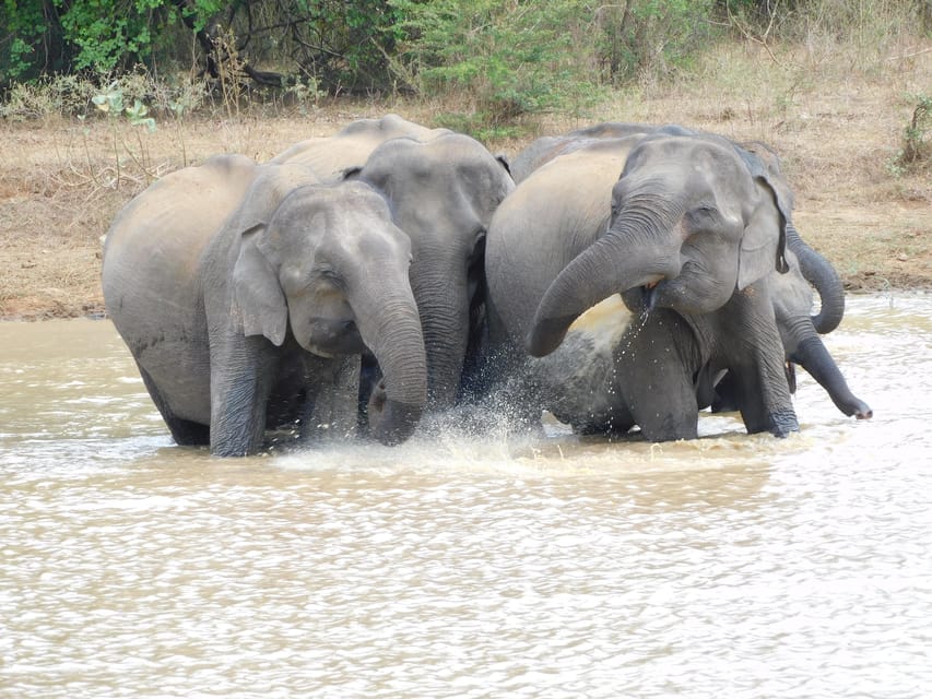 Udawalawe Safari and Elephants Orphange Tour From Hambantota - Good To Know