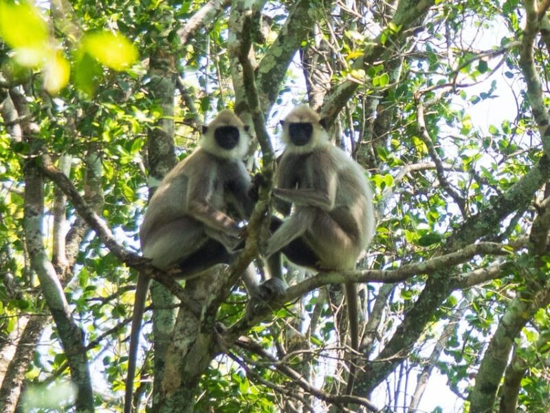 Udawalawe Safari | PRIVATE TOUR 🐘 - Good To Know