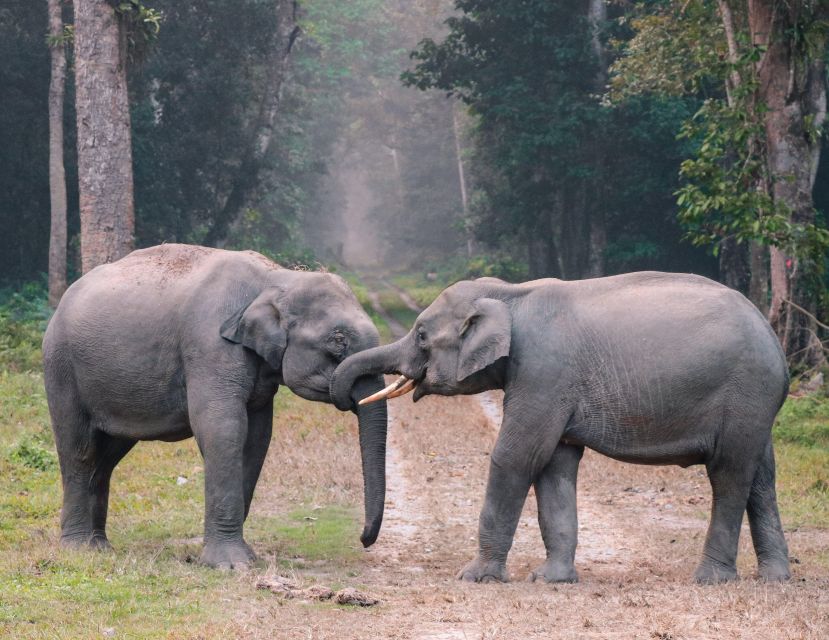 Udawalawe Safari Tour From Tissamaharama / Hambantota Areas - Good To Know