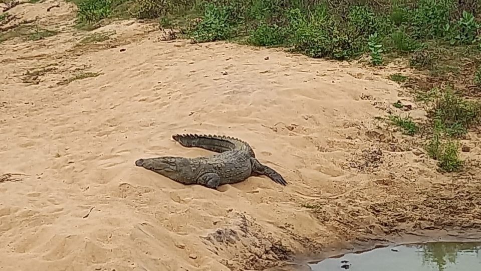 Udawalawe Wild Safari Tours | 10 Hours Safari - Good To Know