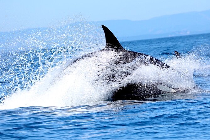 Ultimate Marine Whale & Wildlife Tour - Good To Know