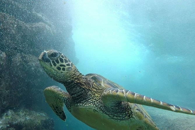 Ultimate Ocean Encounters Midday Snorkel - Good To Know