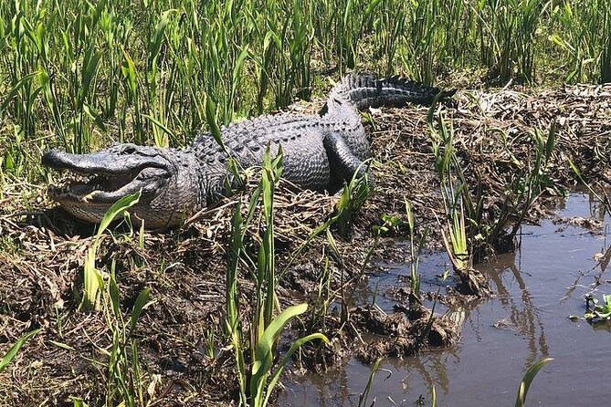 Ultimate Swamp Tour Experience With Transportation From New Orleans - Good To Know