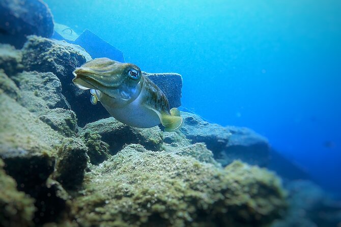 Underwater Tenerife – 1-on-1 Personalized Scuba Diving Adventure - Good To Know