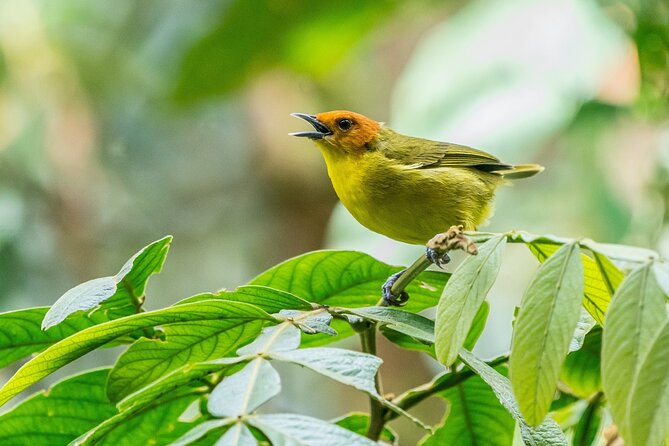 Unforgettable Adventures in the Manu National Park: - Good To Know