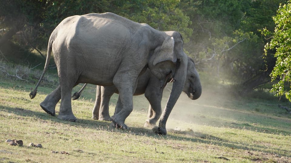 Unforgettable Full Day Kumana National Park Safari With Fun - Good To Know