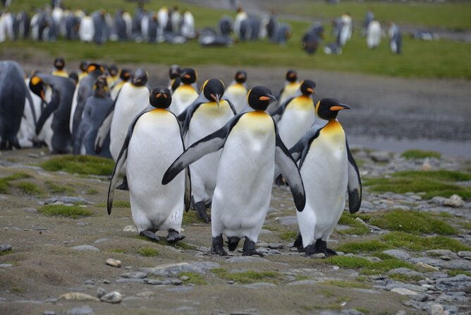 Ushuaia: Beagle Walk Among Penguins Navigation Island of Wolves - Tour Overview and Itinerary