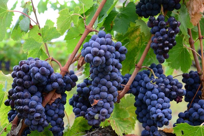 Verona Area: Wine Tasting Experience in Valpolicella - Good To Know