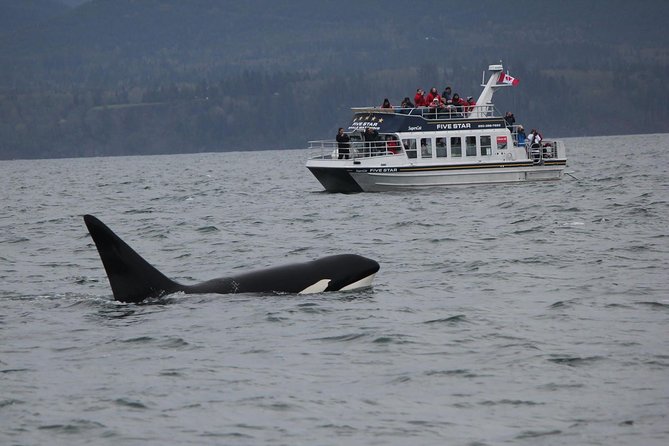 Victoria Shore Excursion: Whale-Watching Cruise With Expert Naturalist Guides - Good To Know