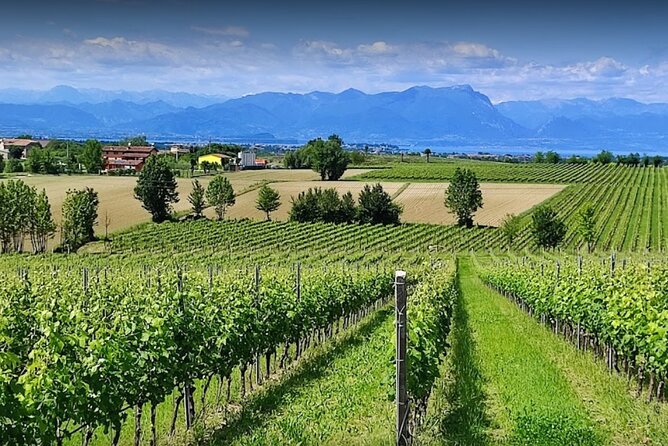 Vineyard Tour and Tasting of Lugana Wines - Good To Know