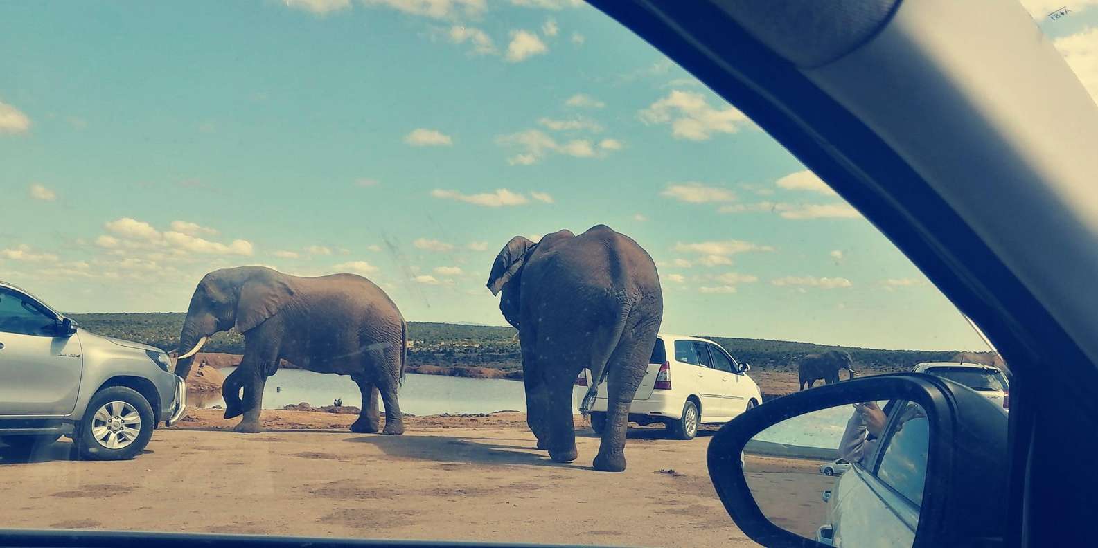 Visit Port Elizabeth :Addo Elephant Park Wildlife Safari - Good To Know