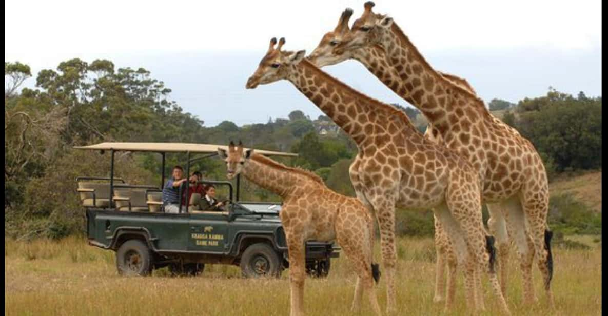 Visit Port Elizabeth :Kragga Kamma Private Wildlife Safari - Good To Know