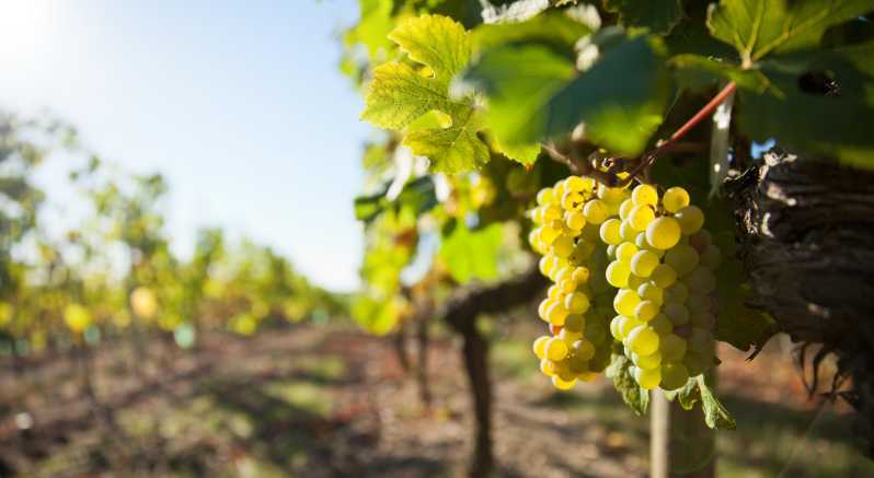 Vouvray Wine Half-Day Tour From Tours