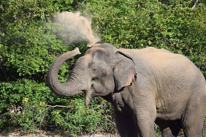 Wasgamuwa National Park Safari | Jeep With Tickets - Good To Know