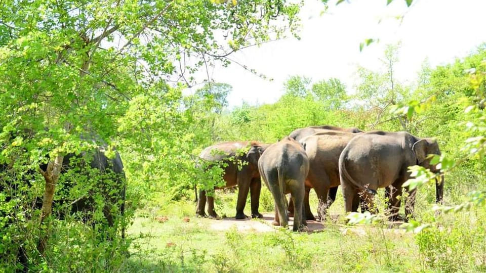 Wasgamuwa National Park Safari (Private Jeep) - Good To Know