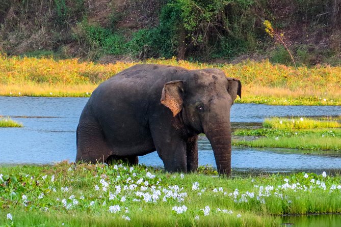 Wasgamuwa National Park Safari - Good To Know