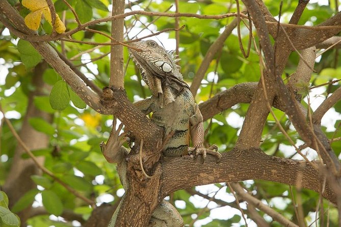 Wet Forest Tour - Machalilla National Park - Good To Know