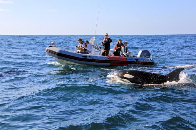 Whale and Dolphin Watching in San Diego - Good To Know