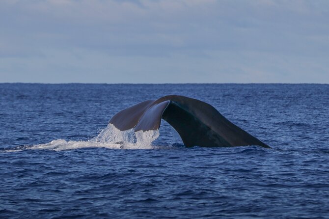 Whale and Dolphin Watching in Terceira Island Review - Key Points
