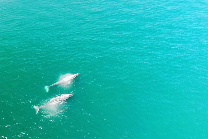 Whale Watching and Fishing Combination Excursions - Good To Know