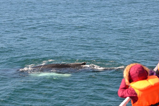 Whale Watching & ATV Adventure From Reykjavik - Good To Know
