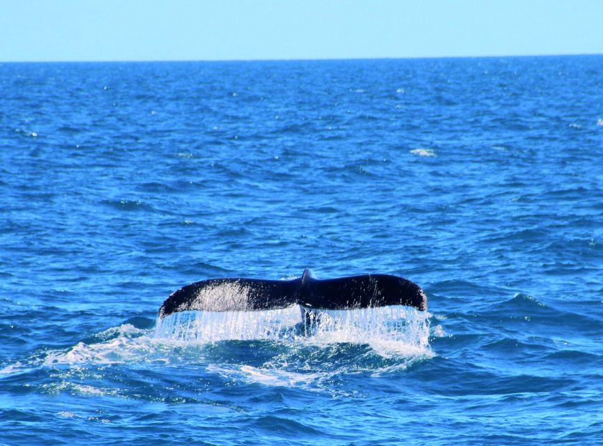 Whale Watching Boat Tour in Trincomalee - Good To Know