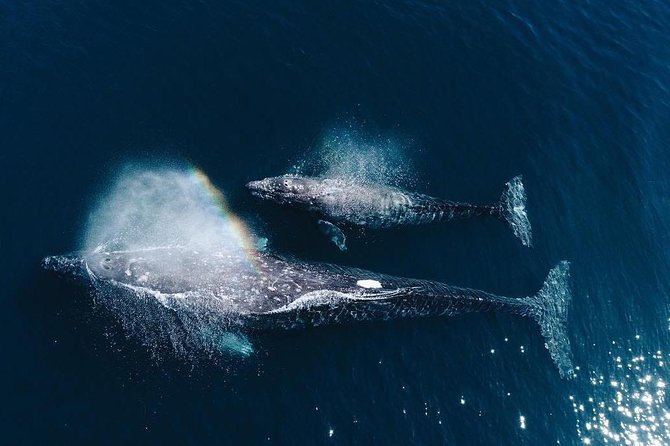Whale Watching Experience in Mirissa - Good To Know